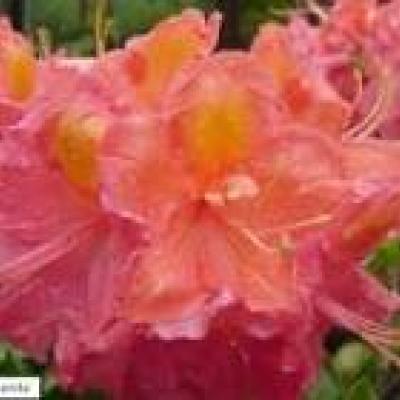 AZALEA JUANITA