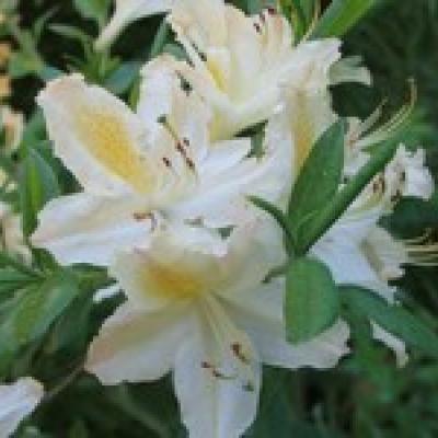 AZALEA KN. PERSIL