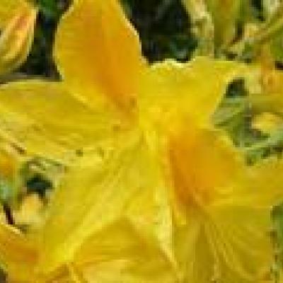 AZALEA MOLLIS GOLD TOPAS