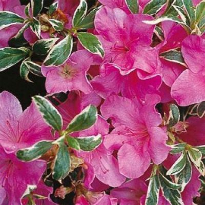 AZALEA (J) SILVER QUEEN