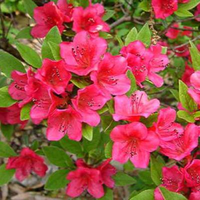 AZALEA (J) VUYK'S SCARLET