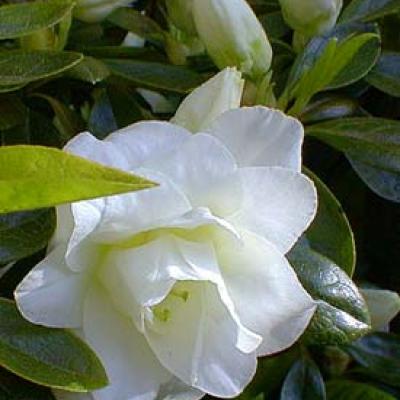 AZALEA WHITE ROSEBUD