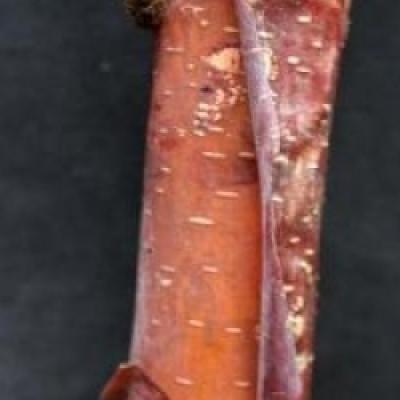 BETULA ALBOSINENSIS BLASON