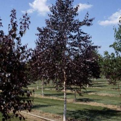 BETULA CRIMSON FROST