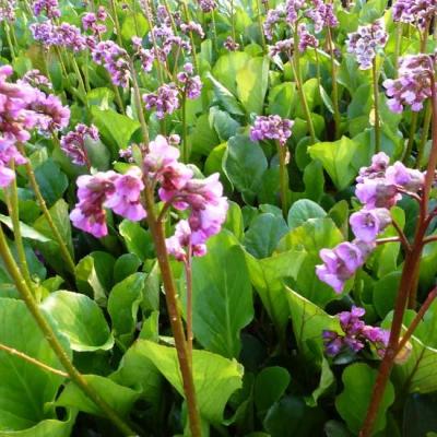 BERGENIA CORDIFOLIA