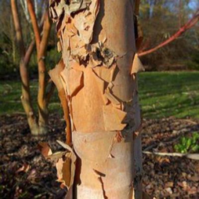 BETULA NIGRA BLACK STAR