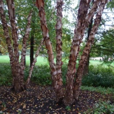 BETULA NIGRA HERITAGE