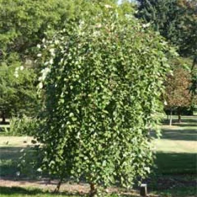 BETULA NIGRA SUMMER CASCADE®