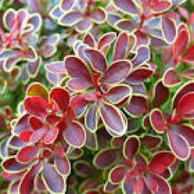 BERBERIS TH. ADMIRATION