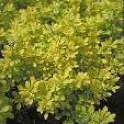 BERBERIS TH. BONANZA GOLD®