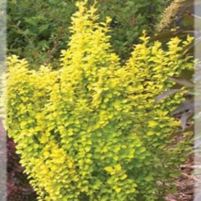 BERBERIS TH. GOLDENTORCH®