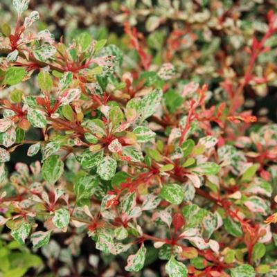 BERBERIS THUNBERGII NATASZA