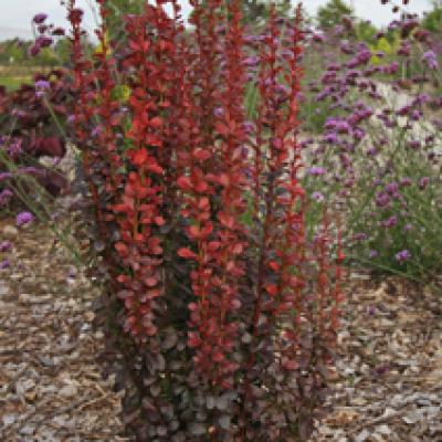 BERBERIS THUN. RED TORCH®