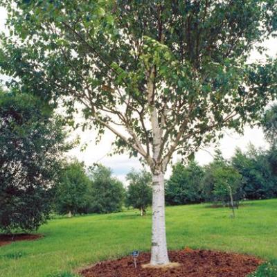 BETULA UTILIS JACQUEMONTII