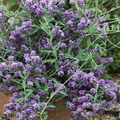 BUDDLEJA ALTERNIFOLIA