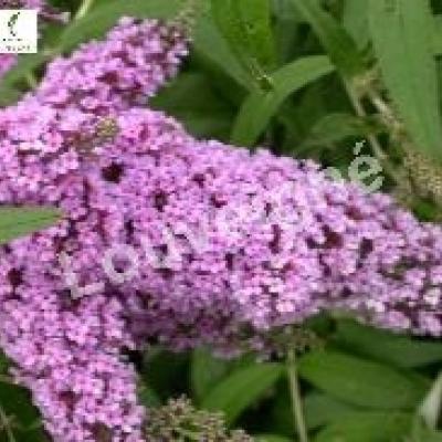 BUDDLEJA DAV. BLACK KNIGHT