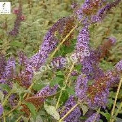 BUDDLEJA DAV. EMPIRE BLUE