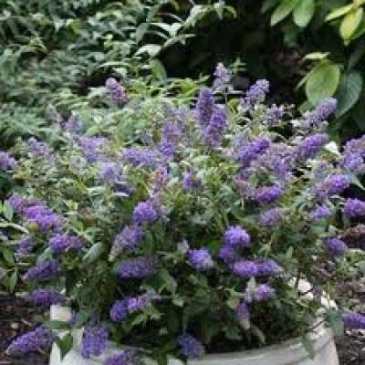 BUDDLEJA DAV. LILAC CHIP®