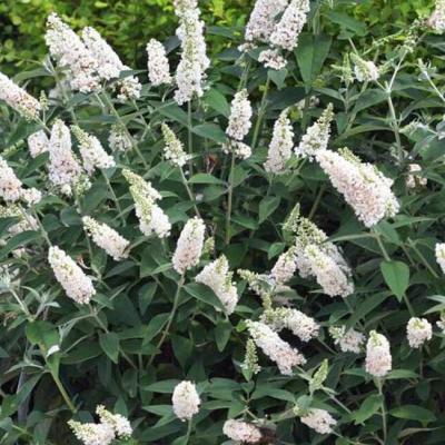 BUDDLEJA D. MISS PEARL