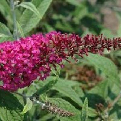 BUDDLEJA DAV. MISS RUBY®