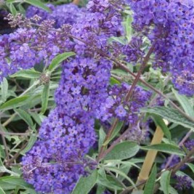 BUDDLEJA DAV. NANHO BLUE