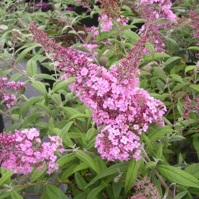 BUDDLEJA DAV. PINK DELIGHT