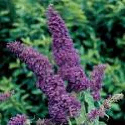 BUDDLEJA DAV. PURPLE EMPEROR®