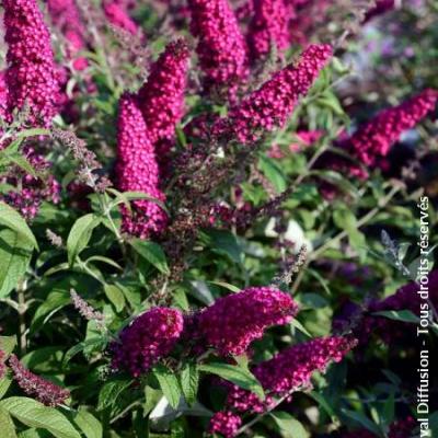 BUDDLEJA D. REVE DE PAPILLON® WHITE