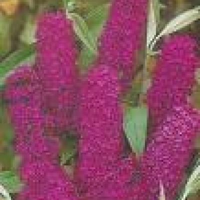 BUDDLEJA DAV. ROYAL RED