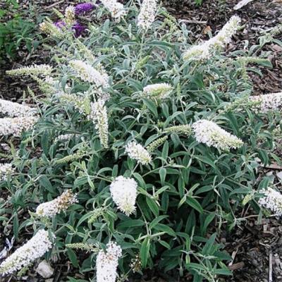 BUDDLEJA DAV. WHITE CHIP®