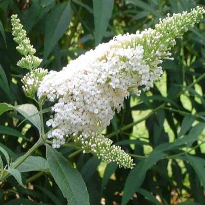 BUDDLEJA DAV. WHITE PROFUSION