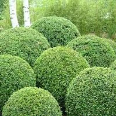 BUXUS SEMPERVIRENS