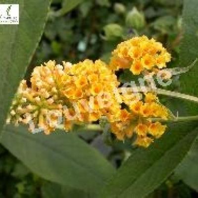 BUDDLEJA WEYERIANA SUNGOLD