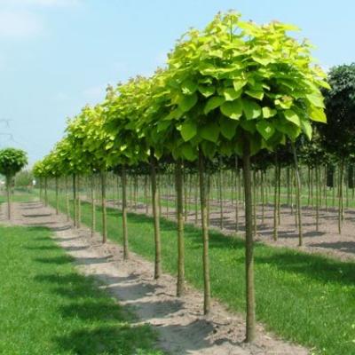 CATALPA BIGNONIOIDES AUREA