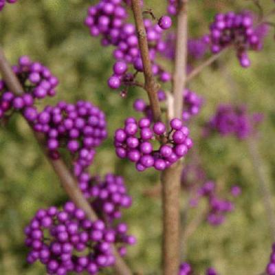 CALLICARPA BOD. GIRALDII