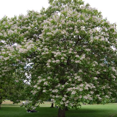 CATALPA BIGNONIOIDES