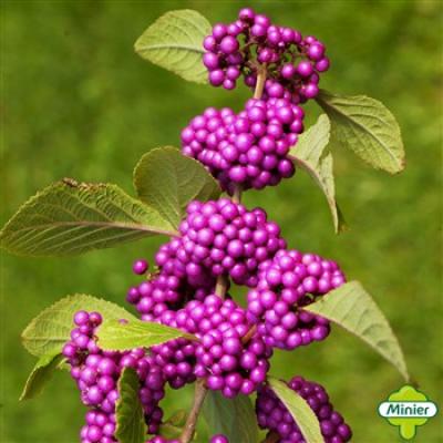 CALLICARPA BOD. IMPERIAL PEARL®