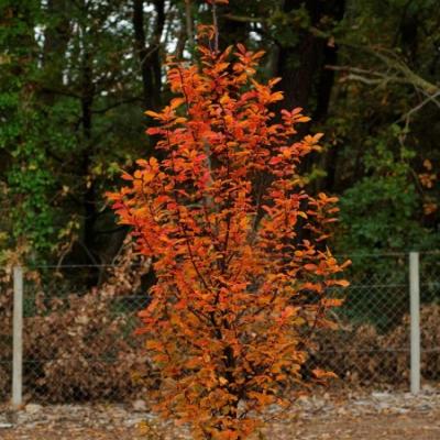 CARPINUS BETULUS ORANGE RETZ