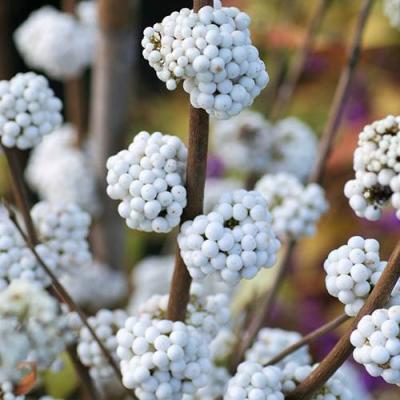 CALLICARPA BOD. SNOW STAR