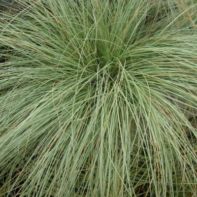 CAREX COMANS AMAZON MIST