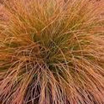 CAREX C. BRONZE PERFECTION