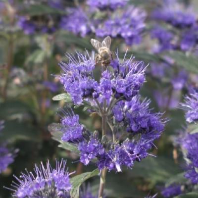 CARYOPTERIS CL. GRAND BLEU®