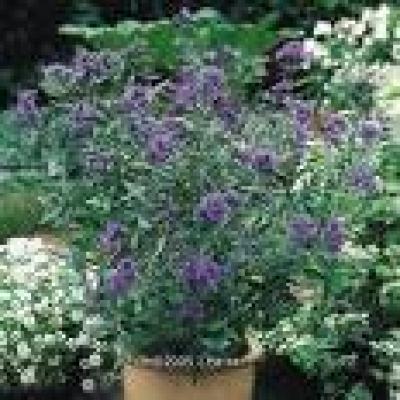 CARYOPTERIS CL. HEAVENLY BLUE