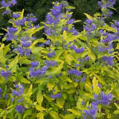 CARYOPTERIS CLAND. SUNNY BLUE