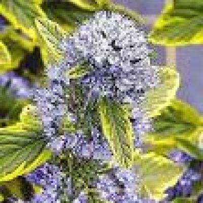 CARYOPTERIS CL. SUMMER SORBET