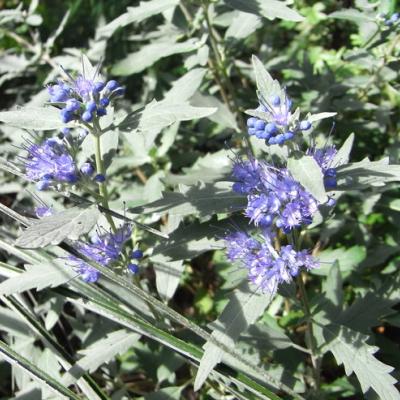 CARYOPTERIS CL. STERLING SILVER