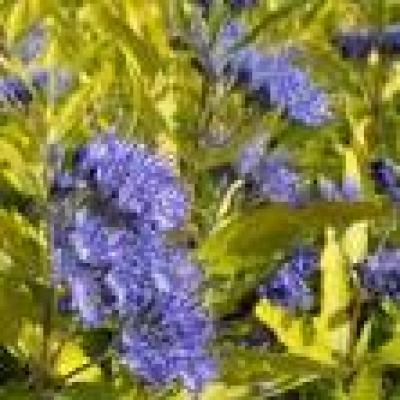 CARYOPTERIS CL. WORCESTER GOLD