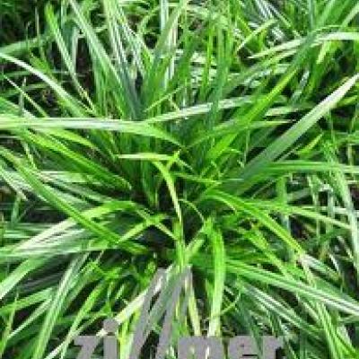 CAREX FOL. IRISH GREEN