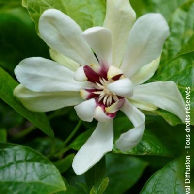 CALYCANTHUS FLORI. VENUS