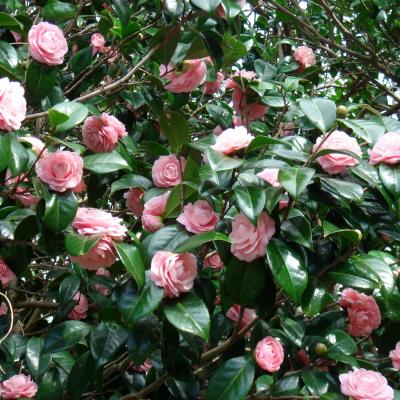 CAMELLIA JAPONICA